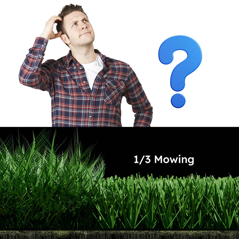 Confused homeowner pondering the 1/3 mowing principle with tall green grass and text overlay on a black background against a white backdrop.