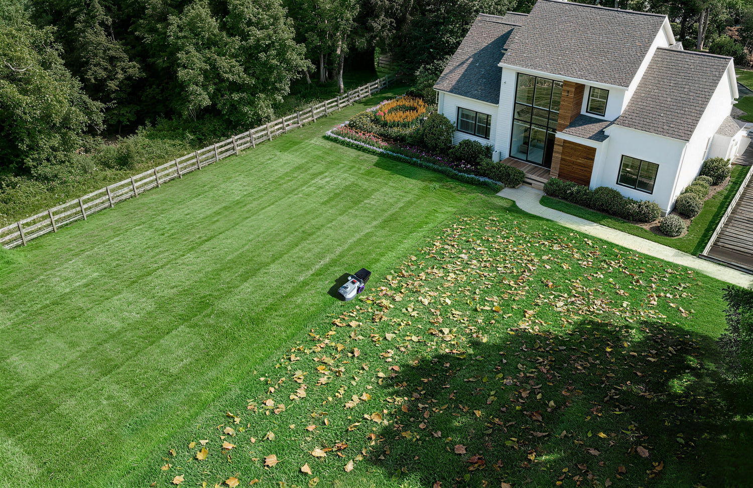 Robot lawn mower working on a green lawn in a residential backyard, cleaning up fallen leaves.