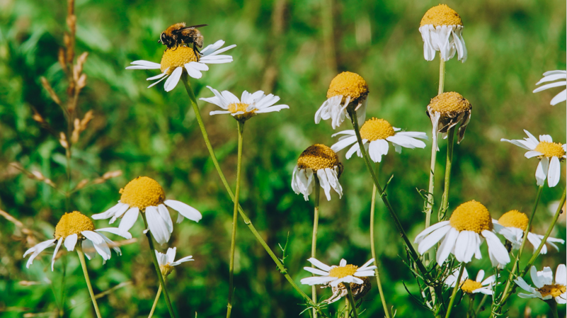 No Mow May: The Pros, Cons, and How to Participate Without Ruining Your Lawn