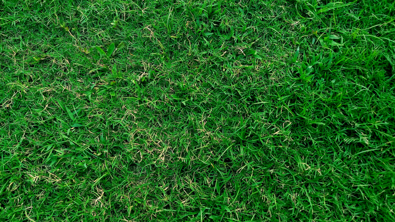 top view of bermuda grass