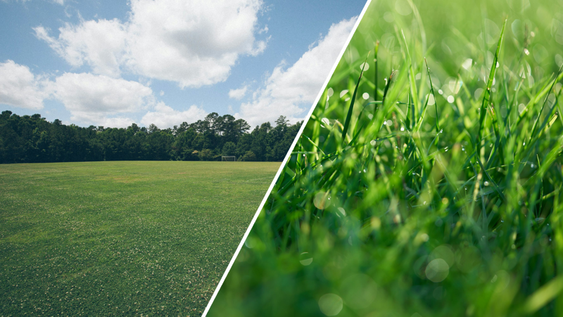 A side-by-side comparison of a dry, sunny lawn and wet, dewy grass blades, highlighting the contrasting moisture conditions that dictate the optimal time for mowing.