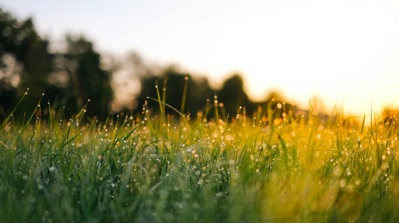 Close-up of dewy green grass bathed in early morning sunlight, illustrating the wet lawn conditions homeowners must consider before deciding to mow at the break of dawn.