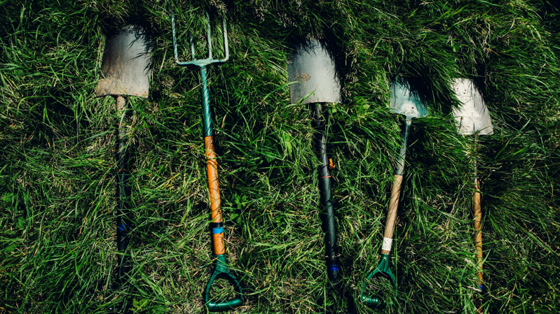 A collection of essential lawn care tools, including two shovels, a pitchfork, and a smaller spade, lie resting in a patch of thick green grass.