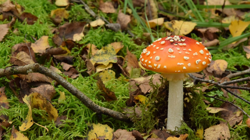 A bright red fly agaric mushroom with white spots grows among green moss and fallen autumn leaves, illustrating a common type of wild fungus European gardeners may need to identify and safely remove.