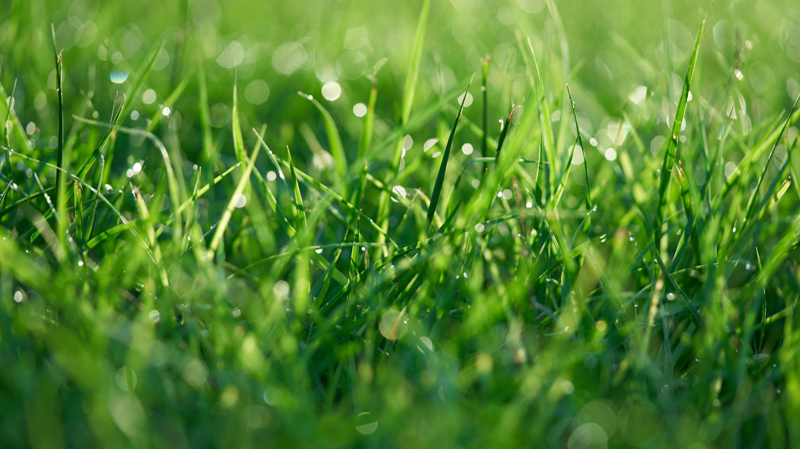 Close-up of wet grass with morning dew on fresh green lawn blades